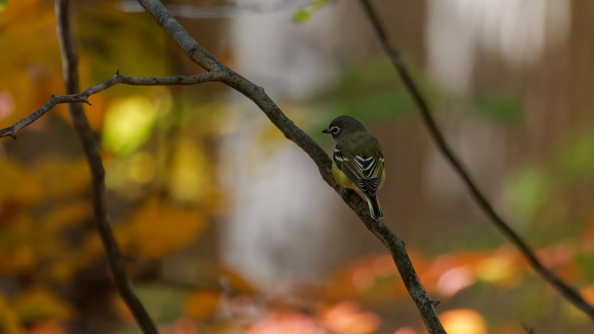 Blue-headed Vireo - ML644122963