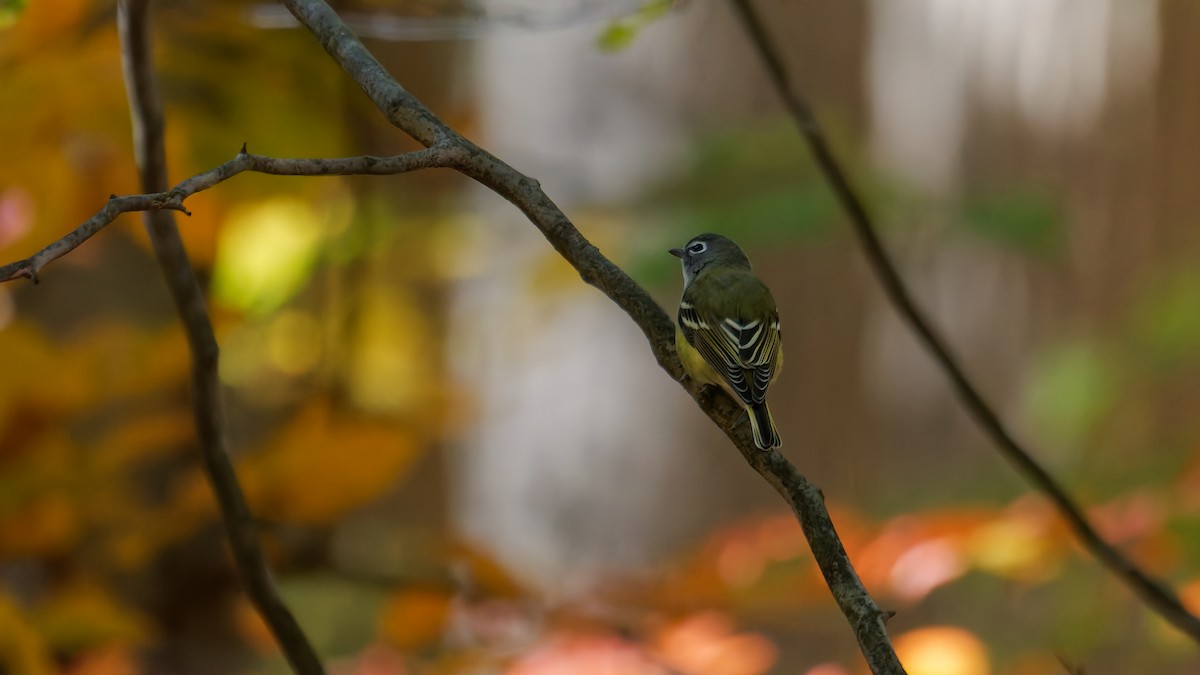 Blue-headed Vireo - ML644122964