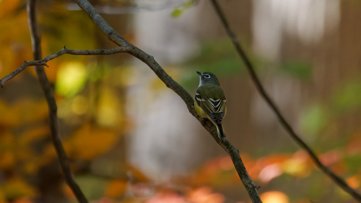Blue-headed Vireo - ML644122965