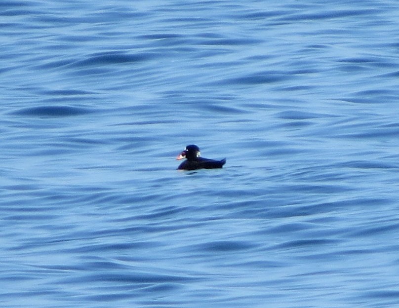 Турпан білолобий - ML644122968