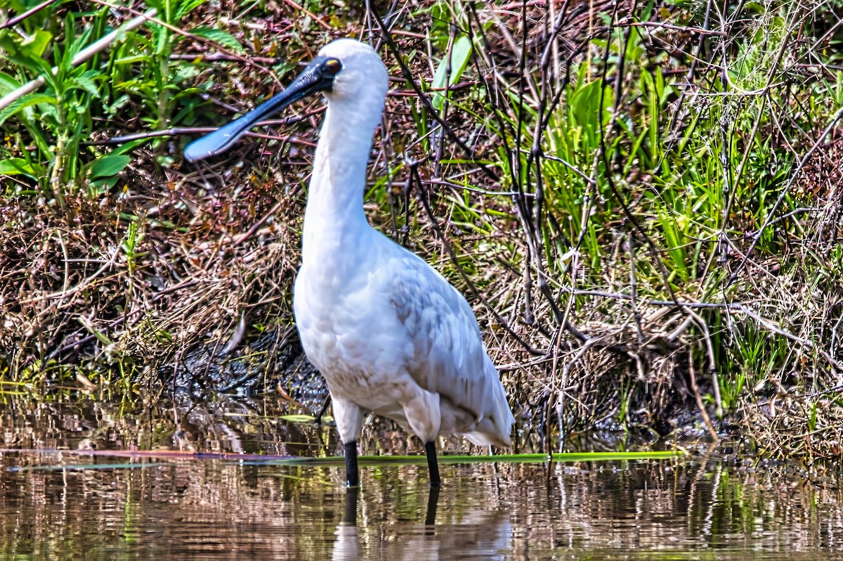 Royal Spoonbill - ML644122971
