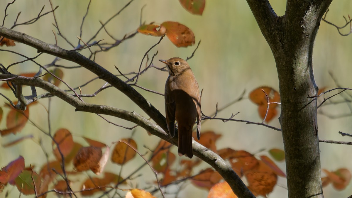 Hermit Thrush - ML644122975