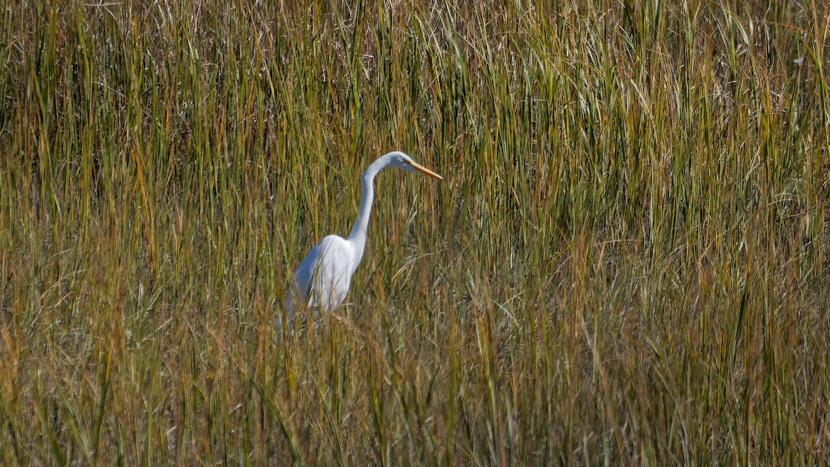 Great Egret - ML644122976
