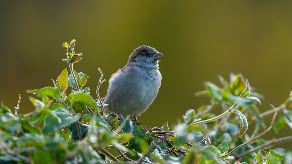House Sparrow - ML644122977