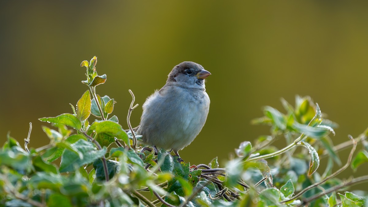 House Sparrow - ML644122978