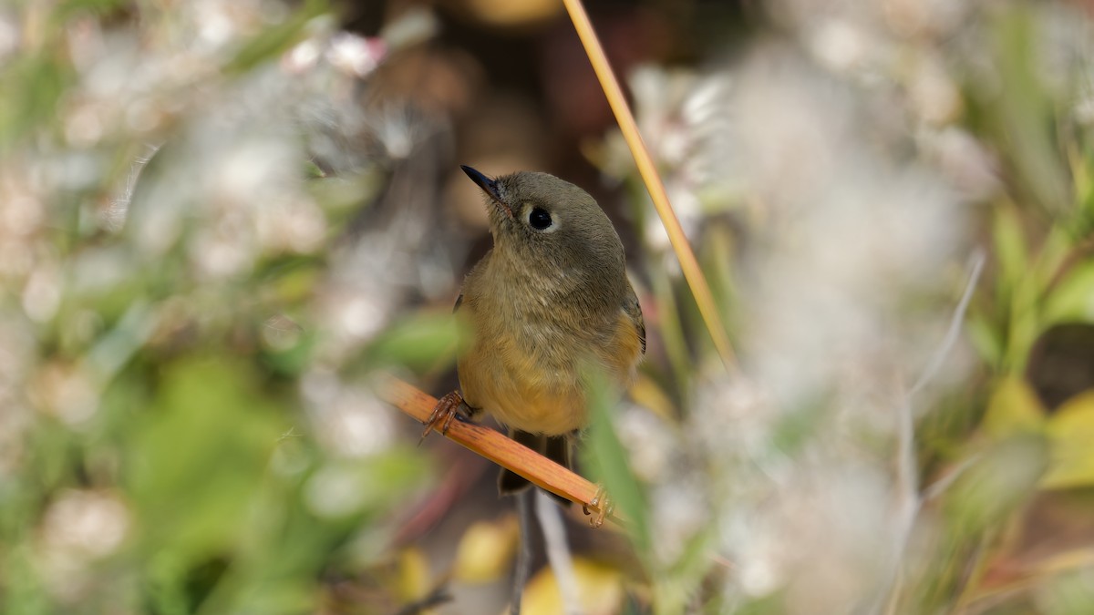 Ruby-crowned Kinglet - ML644122986