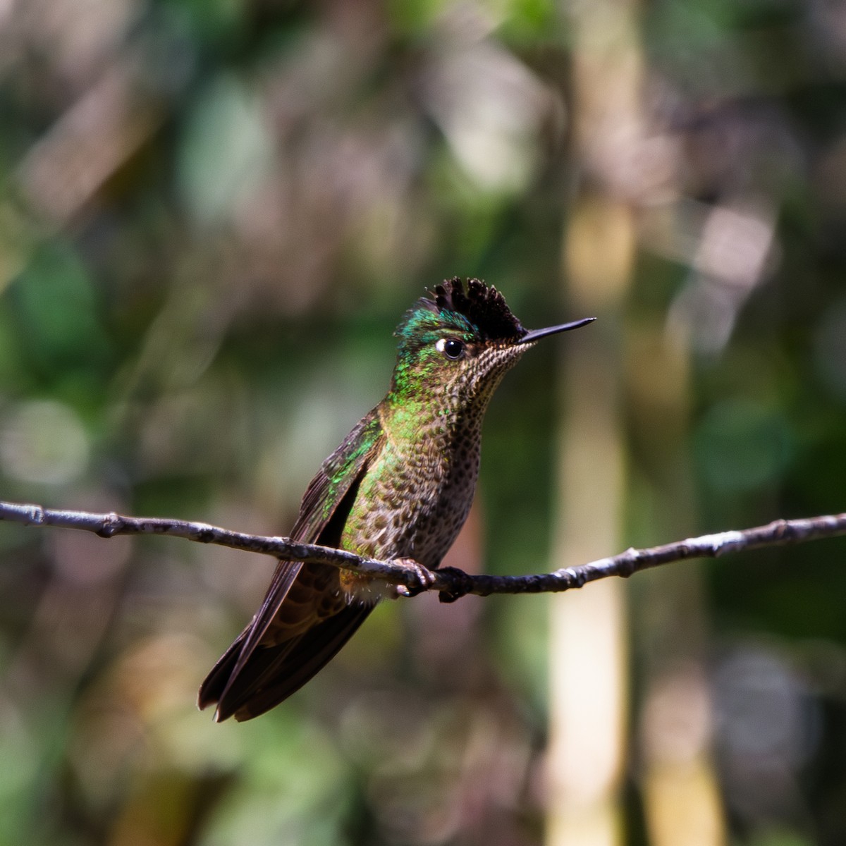 Green-backed Firecrown - ML644122990