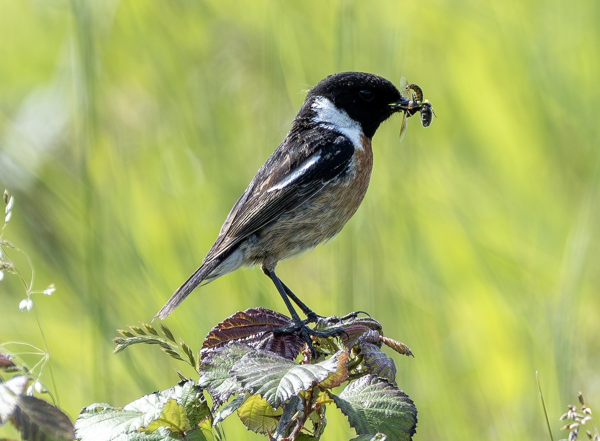 European Stonechat - ML644122992
