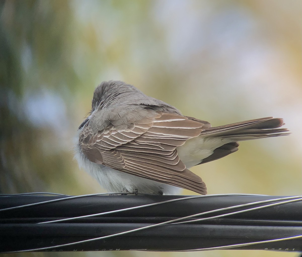 Gray Kingbird - ML644122995