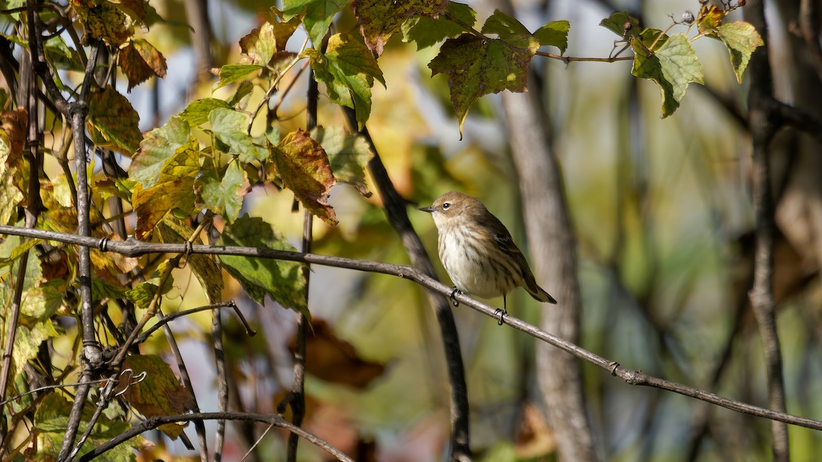 Yellow-rumped Warbler - ML644123002