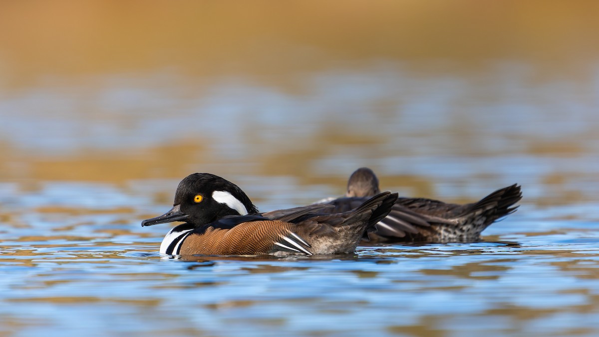 Hooded Merganser - ML644123005