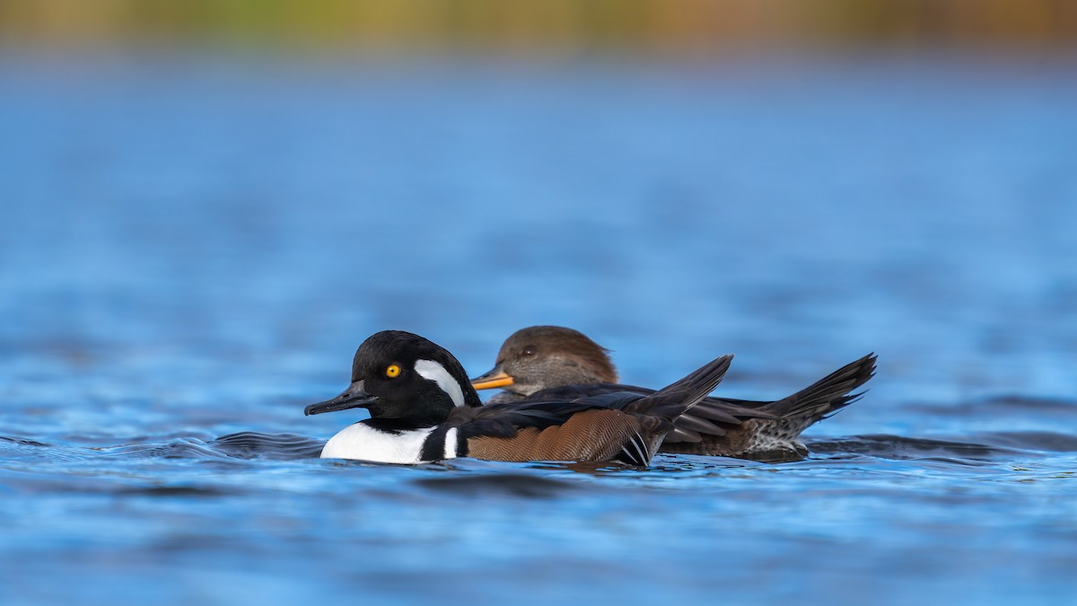 Hooded Merganser - ML644123008