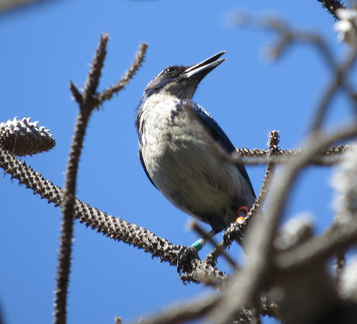 Сойка санта-крузька - ML644123009