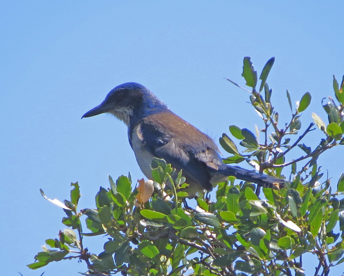 Сойка санта-крузька - ML644123010