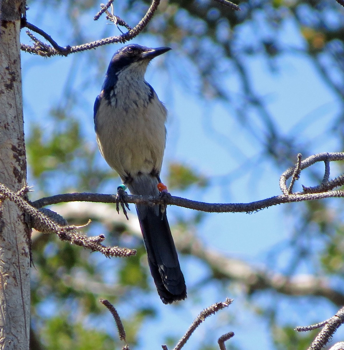Сойка санта-крузька - ML644123011