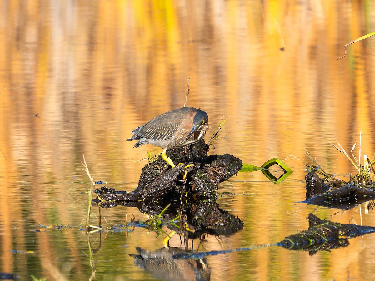Green Heron - ML644123017
