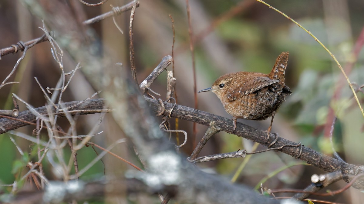 Winter Wren - ML644123019