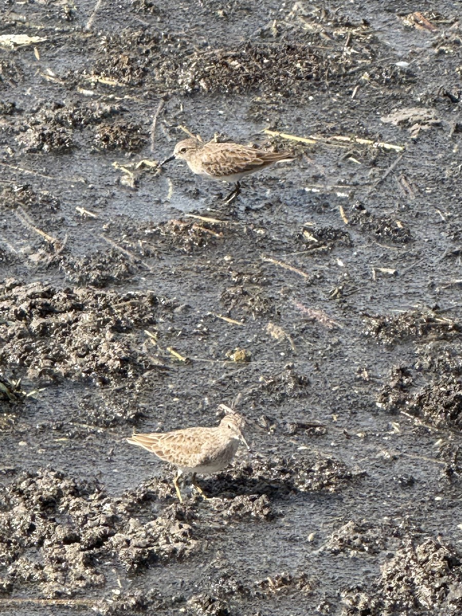 Least Sandpiper - ML644123024