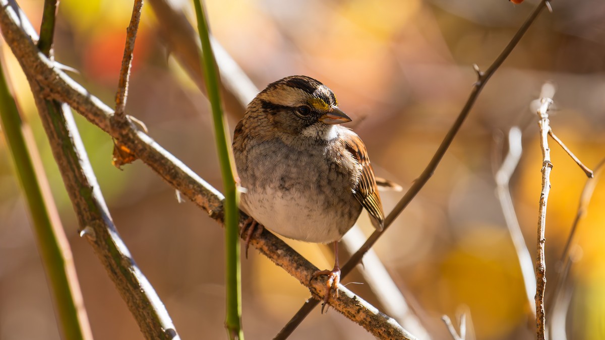 White-throated Sparrow - ML644123026