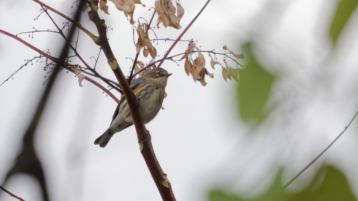 Yellow-rumped Warbler - ML644123027