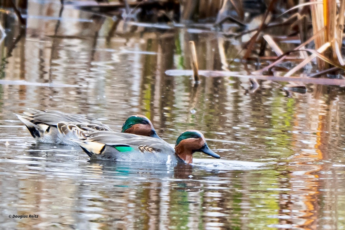 שרשיר - ML644123033