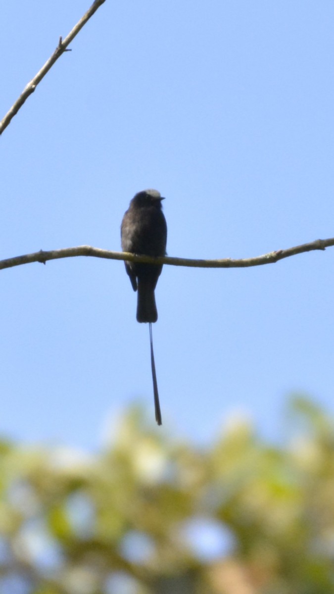 Moucherolle à longs brins - ML644123034