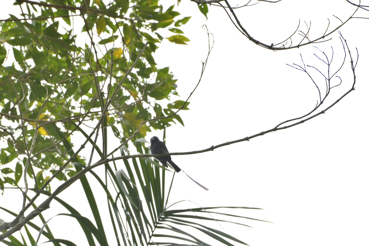 Moucherolle à longs brins - ML644123037