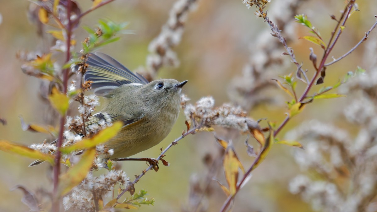 Ruby-crowned Kinglet - ML644123049