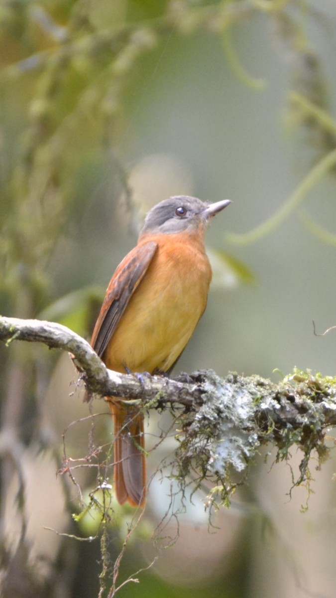 Rufous-tailed Attila - ML644123054