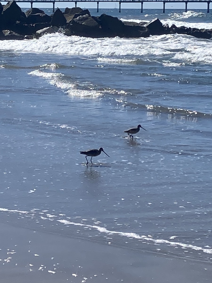 Marbled Godwit - ML644123062