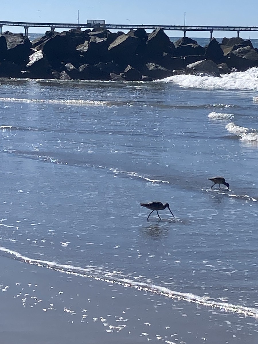 Marbled Godwit - ML644123063