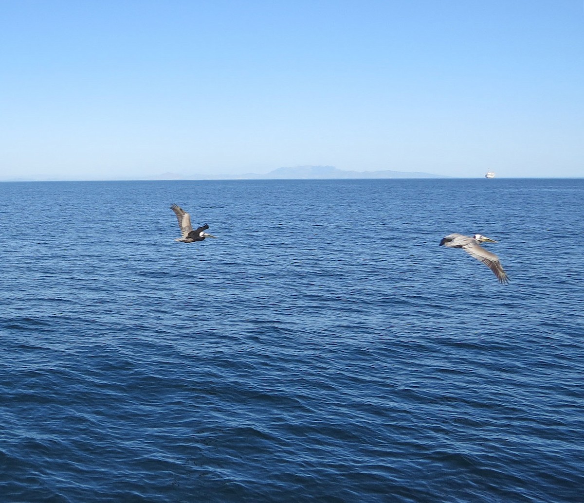 Пелікан бурий - ML644123066