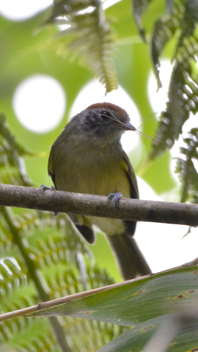 Rostkappenvireo - ML644123083