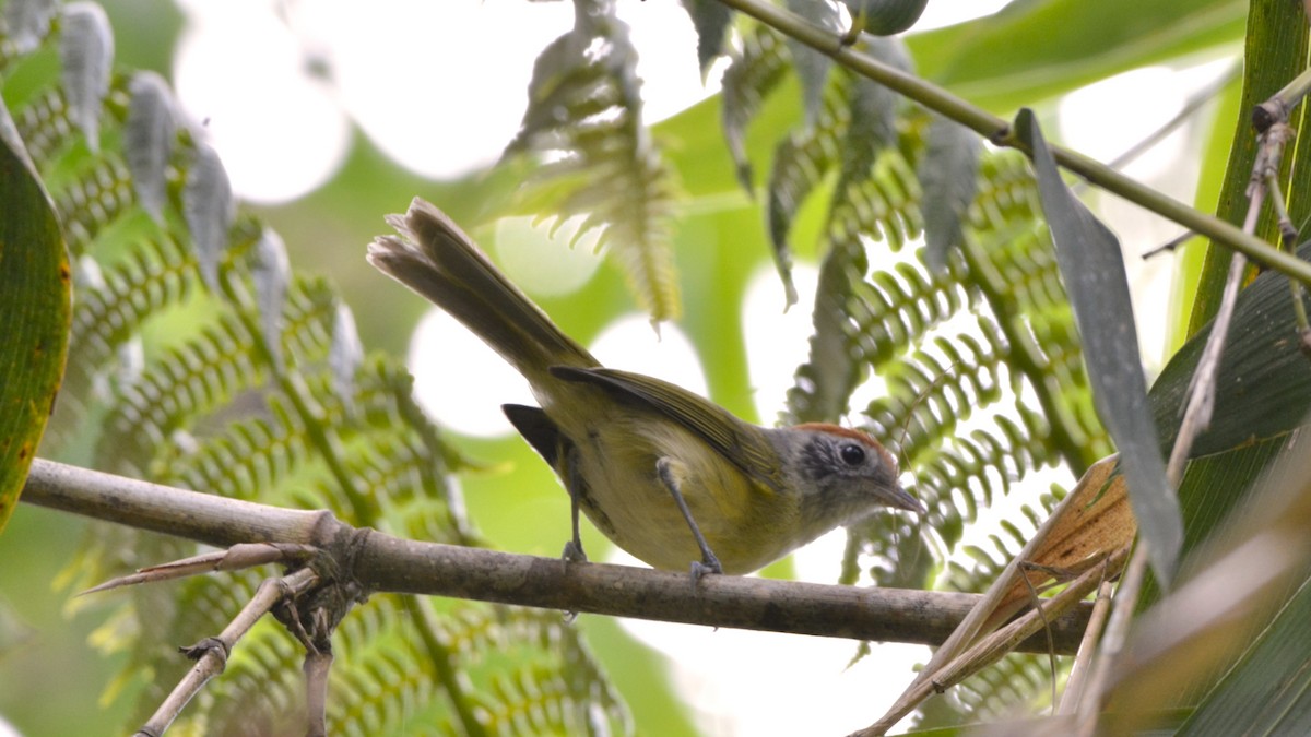 Rostkappenvireo - ML644123085