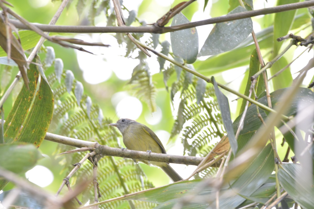 Rostkappenvireo - ML644123086