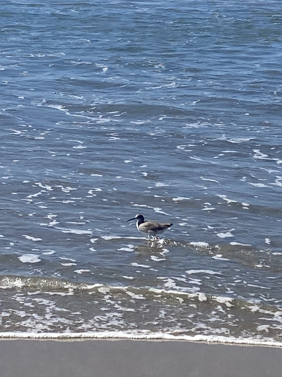 Willet (Western) - ML644123091