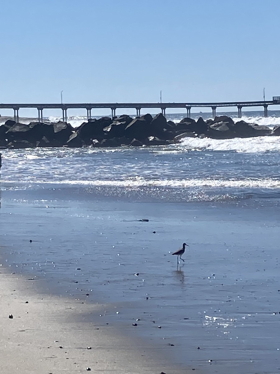 Willet (Western) - ML644123092