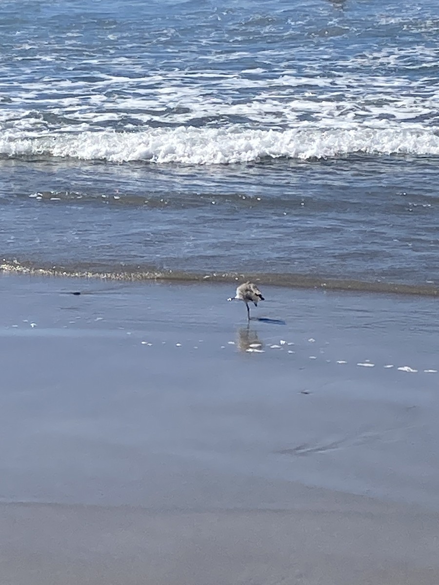 Willet (Western) - ML644123093