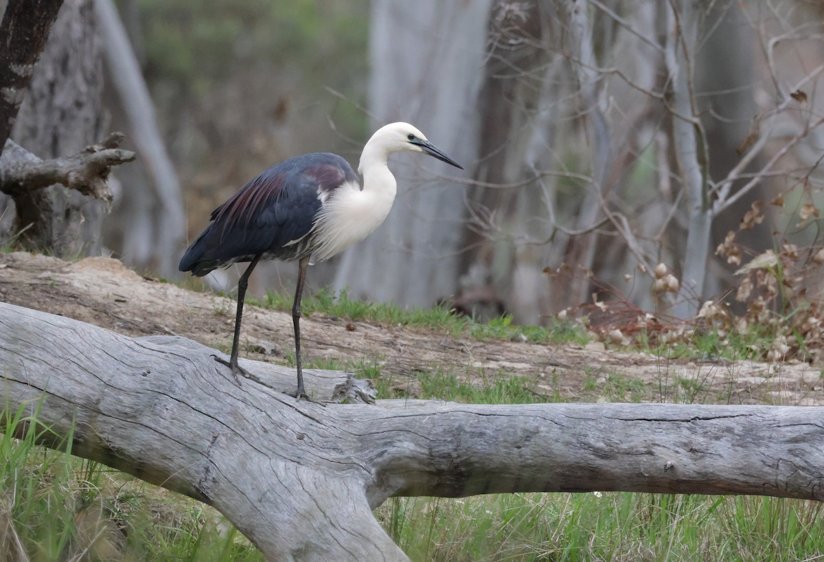 Pacific Heron - ML644123102