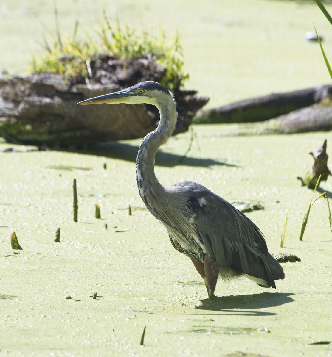 Great Blue Heron - ML644123105