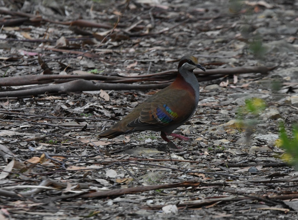 holub pestrokřídlý - ML644123123