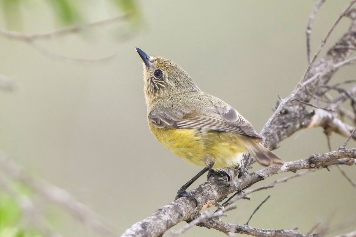 ヒメトゲハシムシクイ - ML644123124