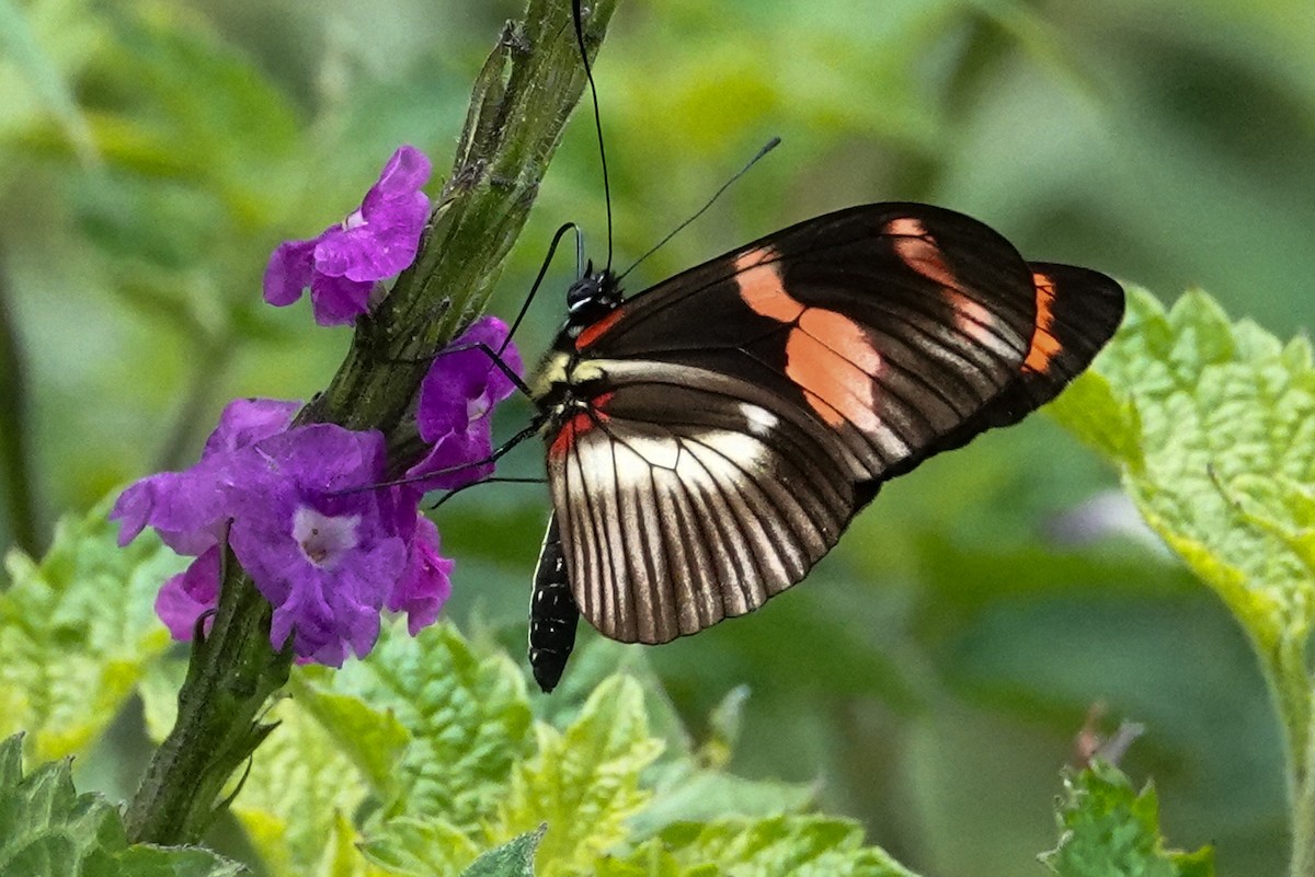 Animals - ML644123129