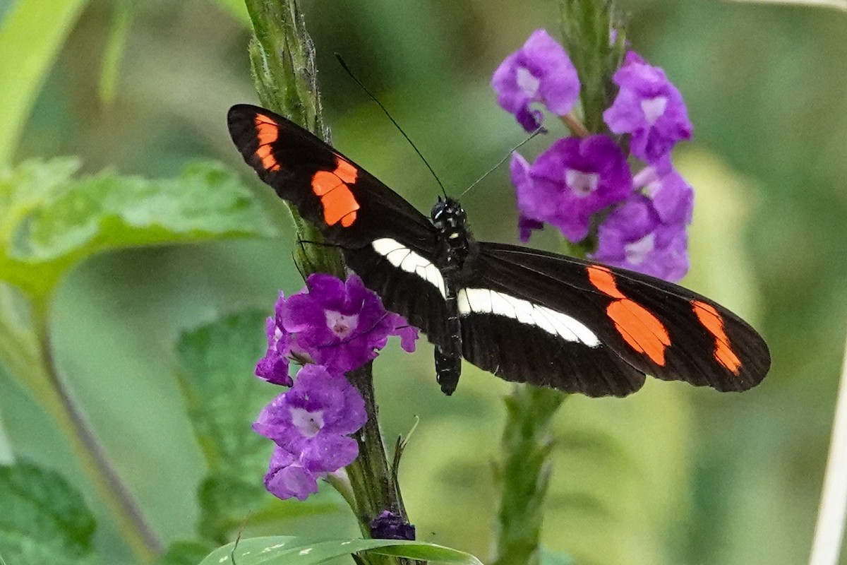 Animals - ML644123131