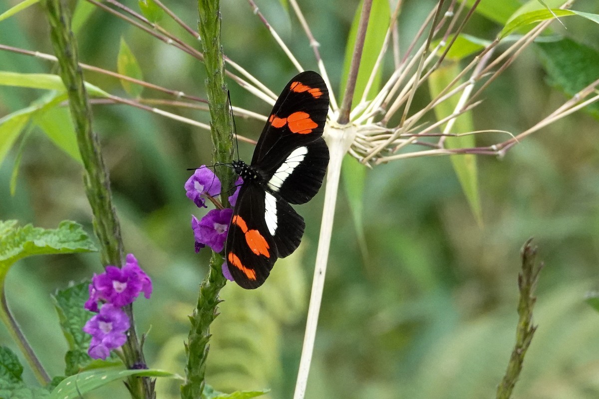 Animals - ML644123132