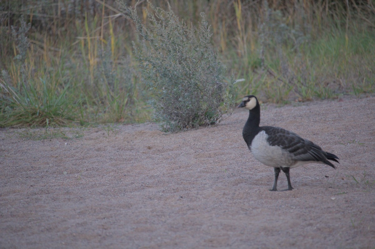 Canada Goose - ML644123133