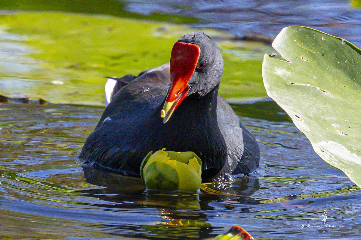 Gallinule d'Amérique - ML644123137