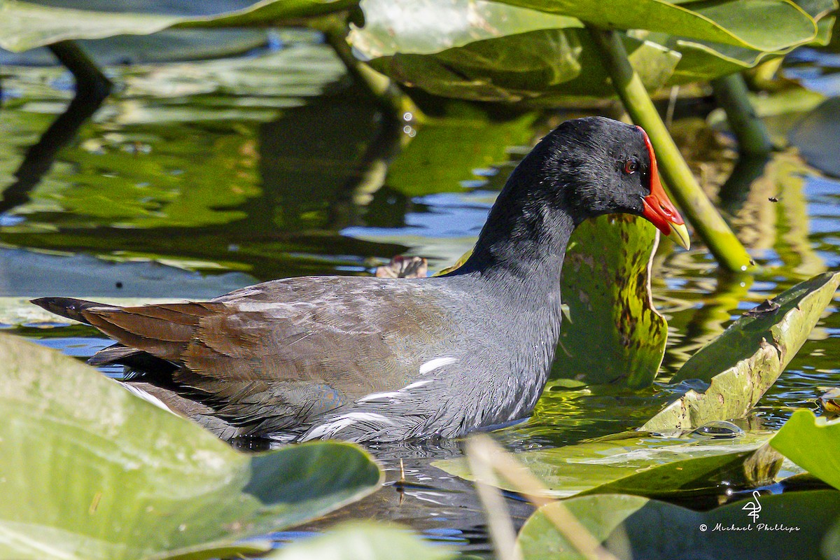 Gallinule d'Amérique - ML644123138