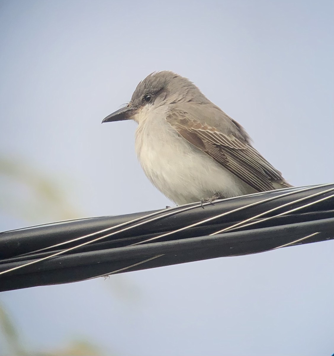 Gray Kingbird - ML644123159