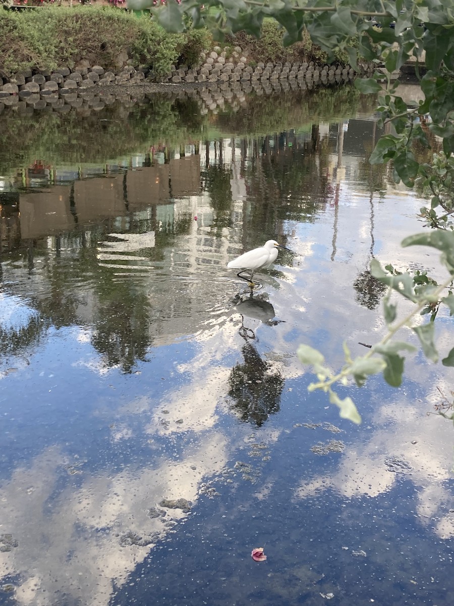 Snowy Egret - ML644123161